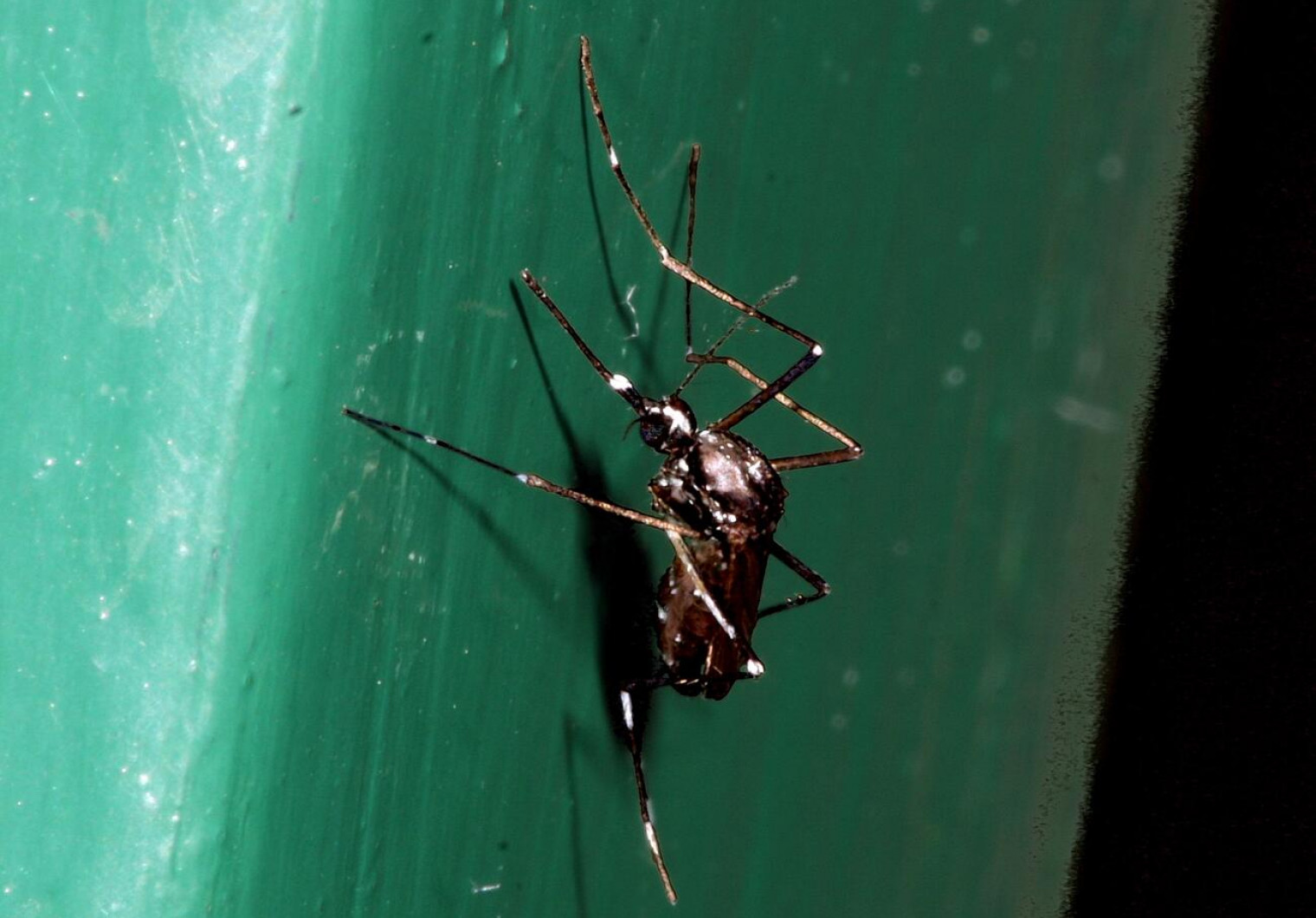 Samica tigrastega komarja Aedes albopictus Foto Tomi Trilar